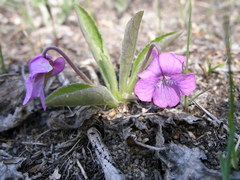 Viola gmeliniana