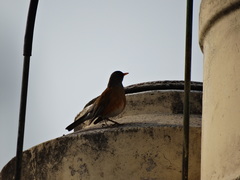 Turdus rufopalliatus