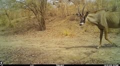 Hippotragus equinus koba