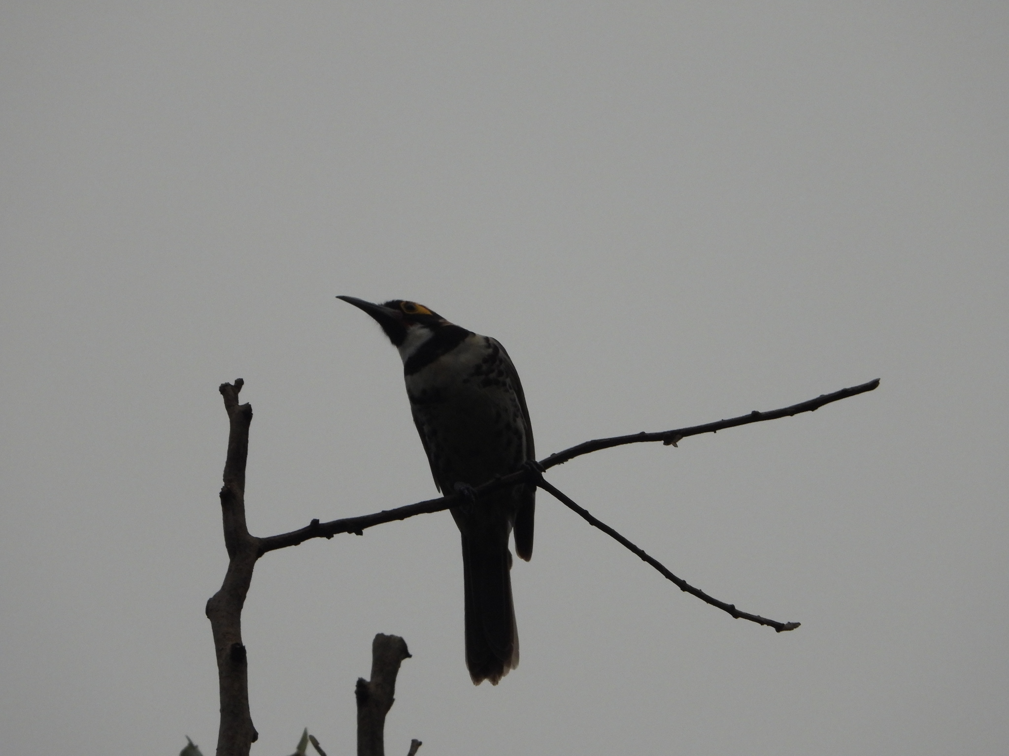 Ornate Melidectes (Melidectes torquatus), photo 1