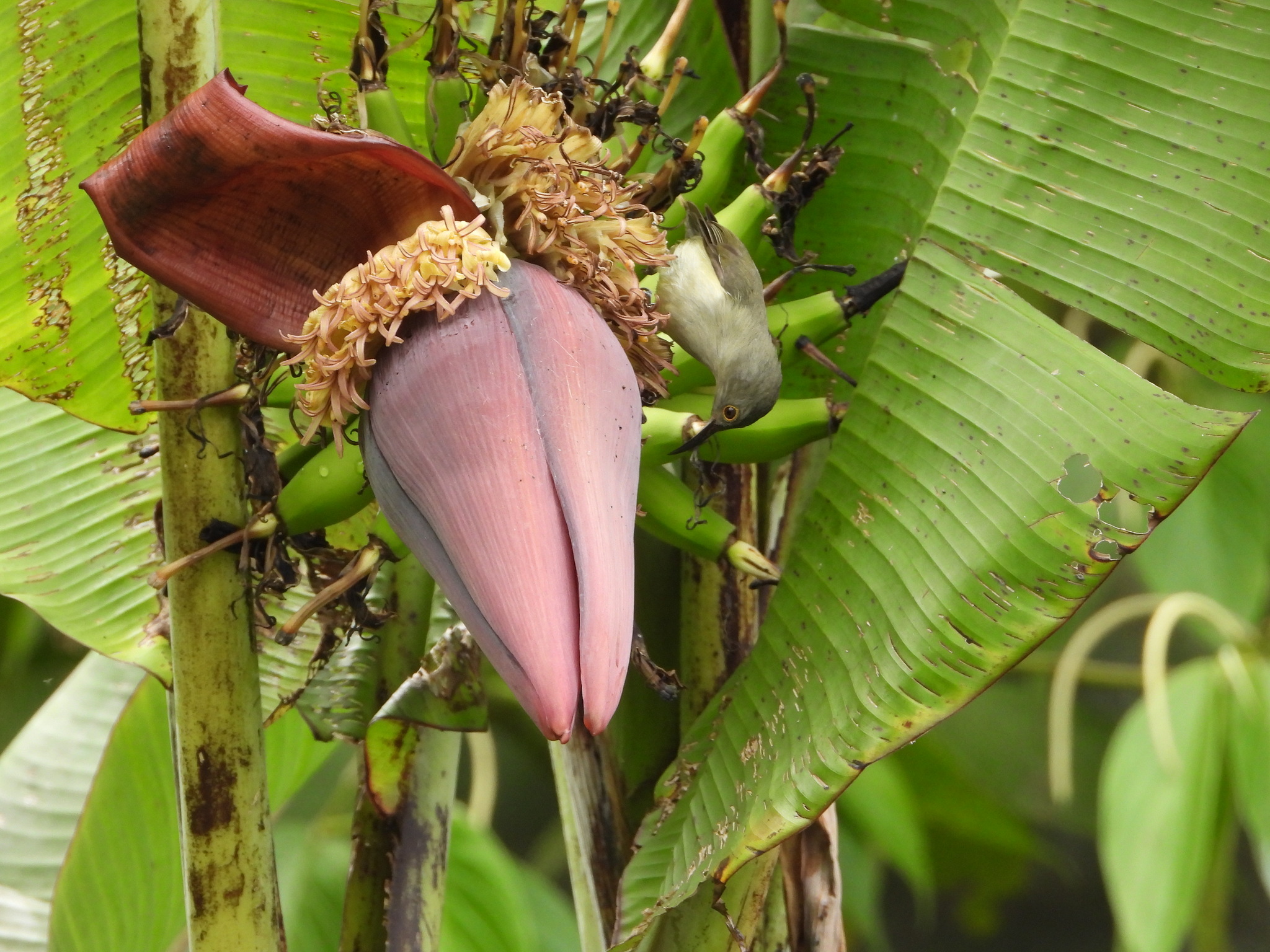 Spectacled Longbill (Oedistoma iliolophus), photo 1