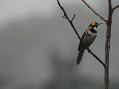 Ornate Melidectes (Melidectes torquatus), photo 9