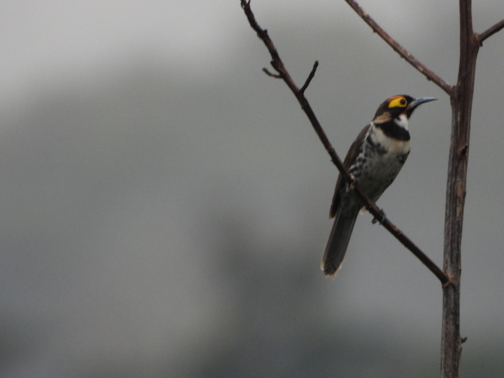 Ornate Melidectes (Melidectes torquatus), photo 6