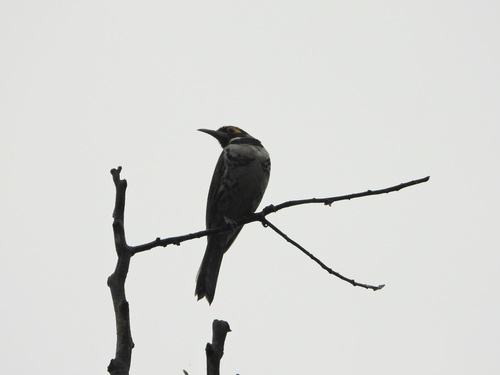 Ornate Melidectes (Melidectes torquatus), photo 2