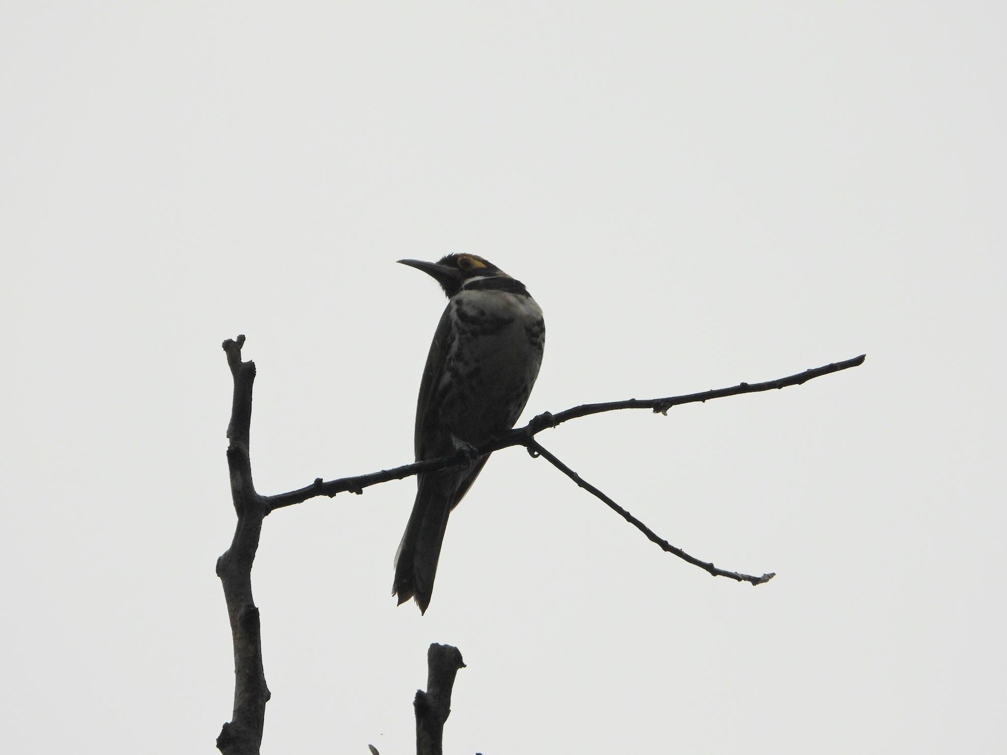 Ornate Melidectes (Melidectes torquatus), photo 2