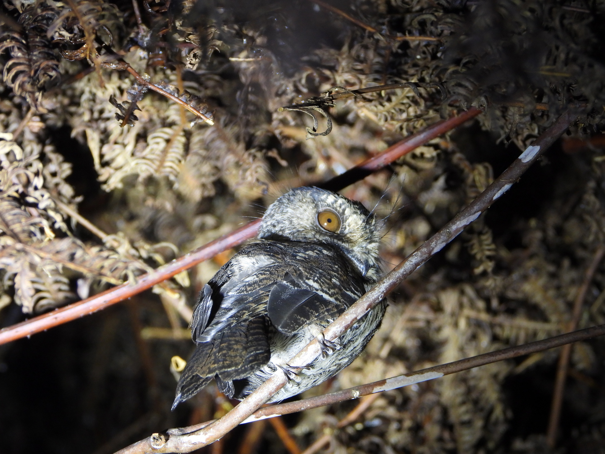 Mountain Owlet-nightjar (Aegotheles albertisi), photo 1