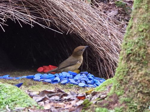 Vogelkop Bowerbird (Amblyornis inornata), photo 4