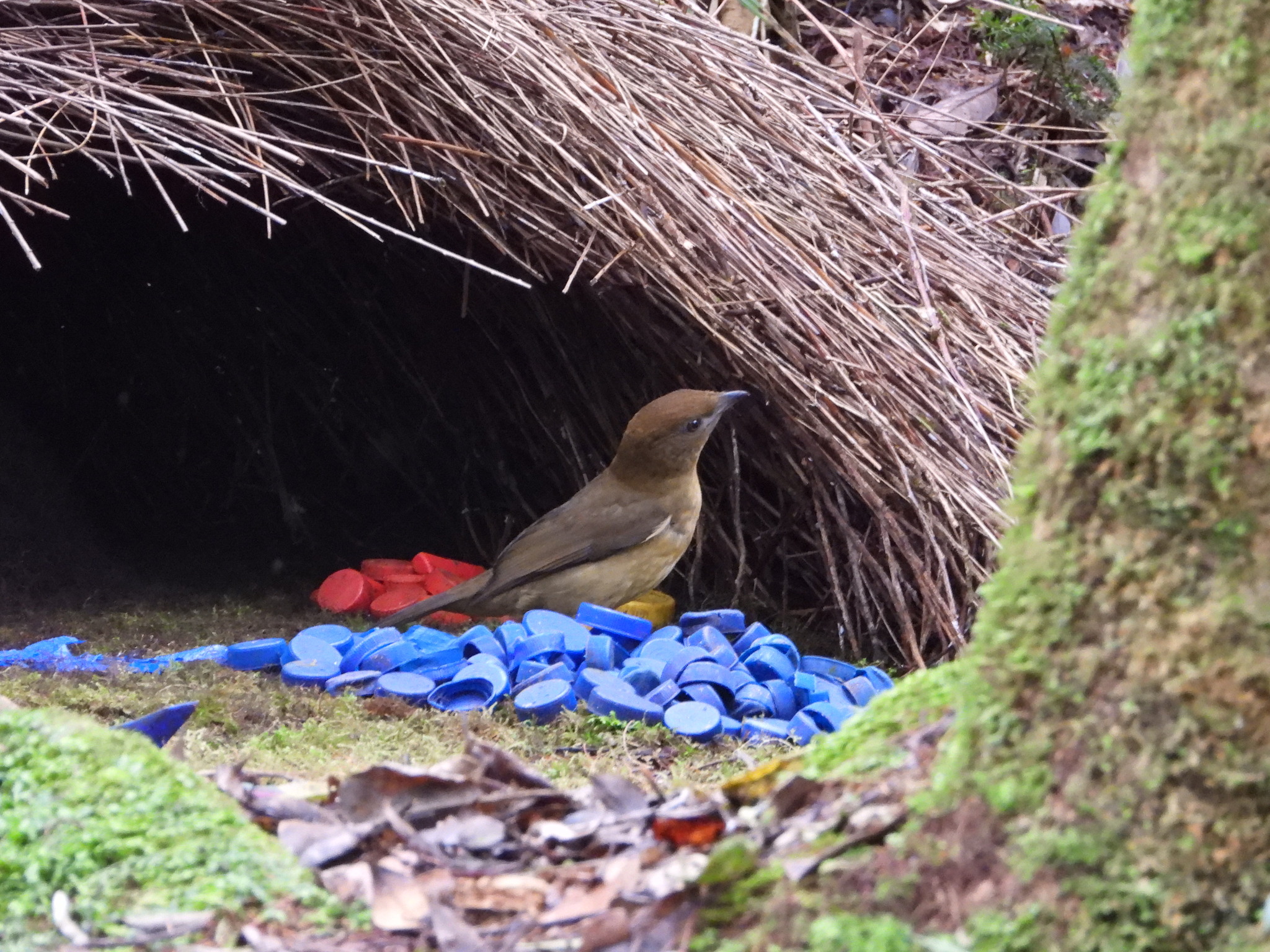 Vogelkop Bowerbird (Amblyornis inornata), photo 9