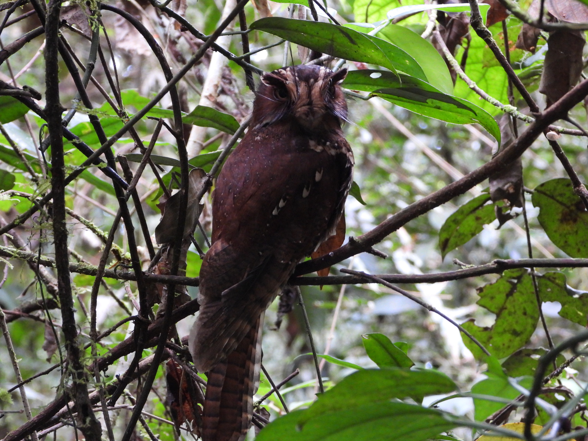 Feline Owlet-nightjar (Aegotheles insignis), photo 1