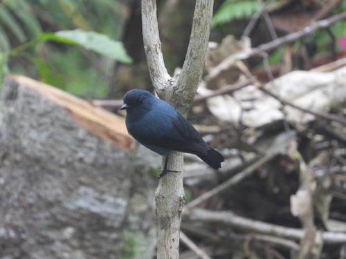 Slaty Robin (Melanodryas cyanus), photo 4