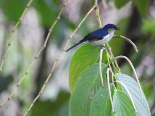 Mid-mountain Berrypecker (Melanocharis longicauda)