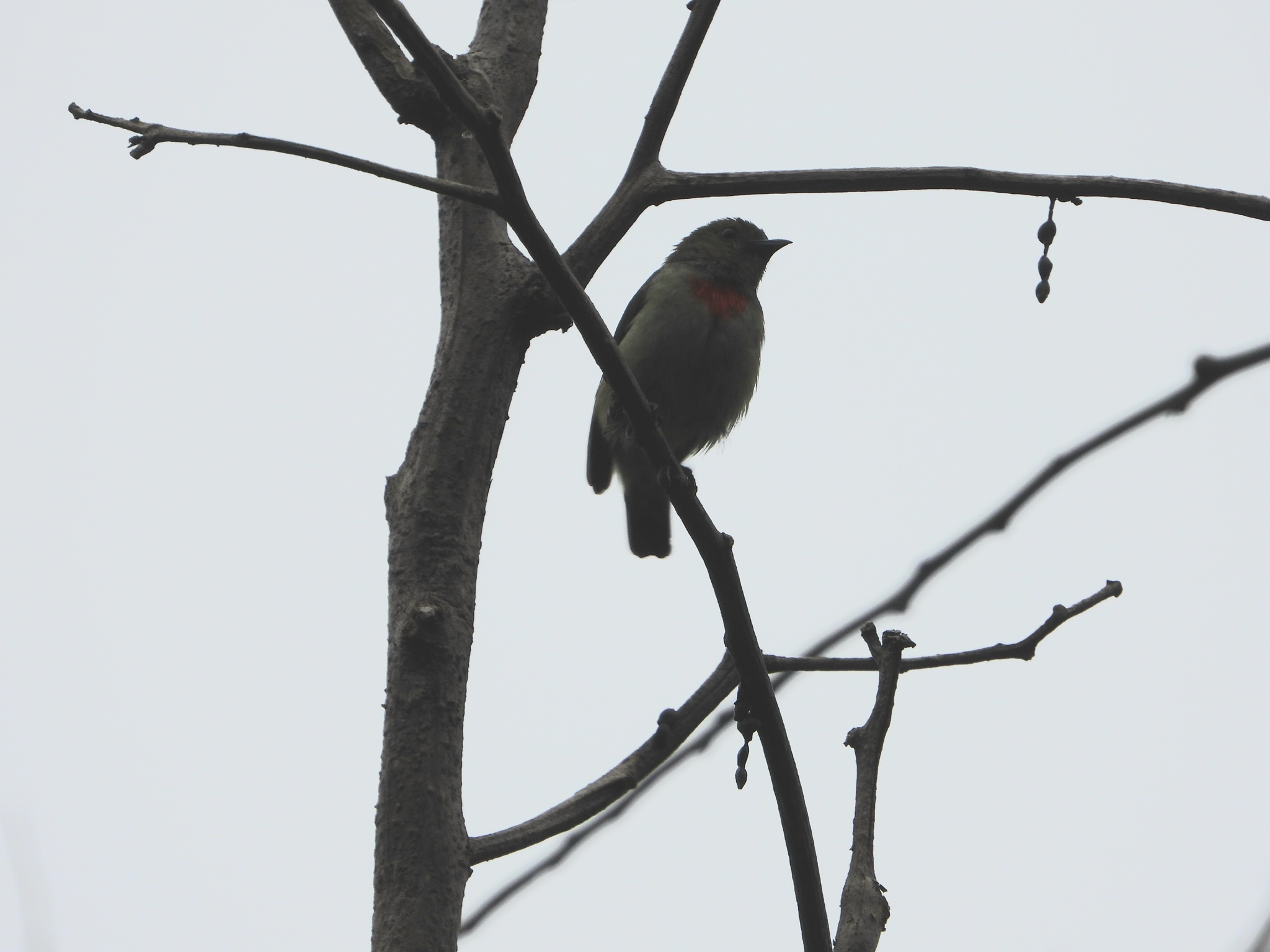 Olive-crowned Flowerpecker (Dicaeum pectorale), photo 1