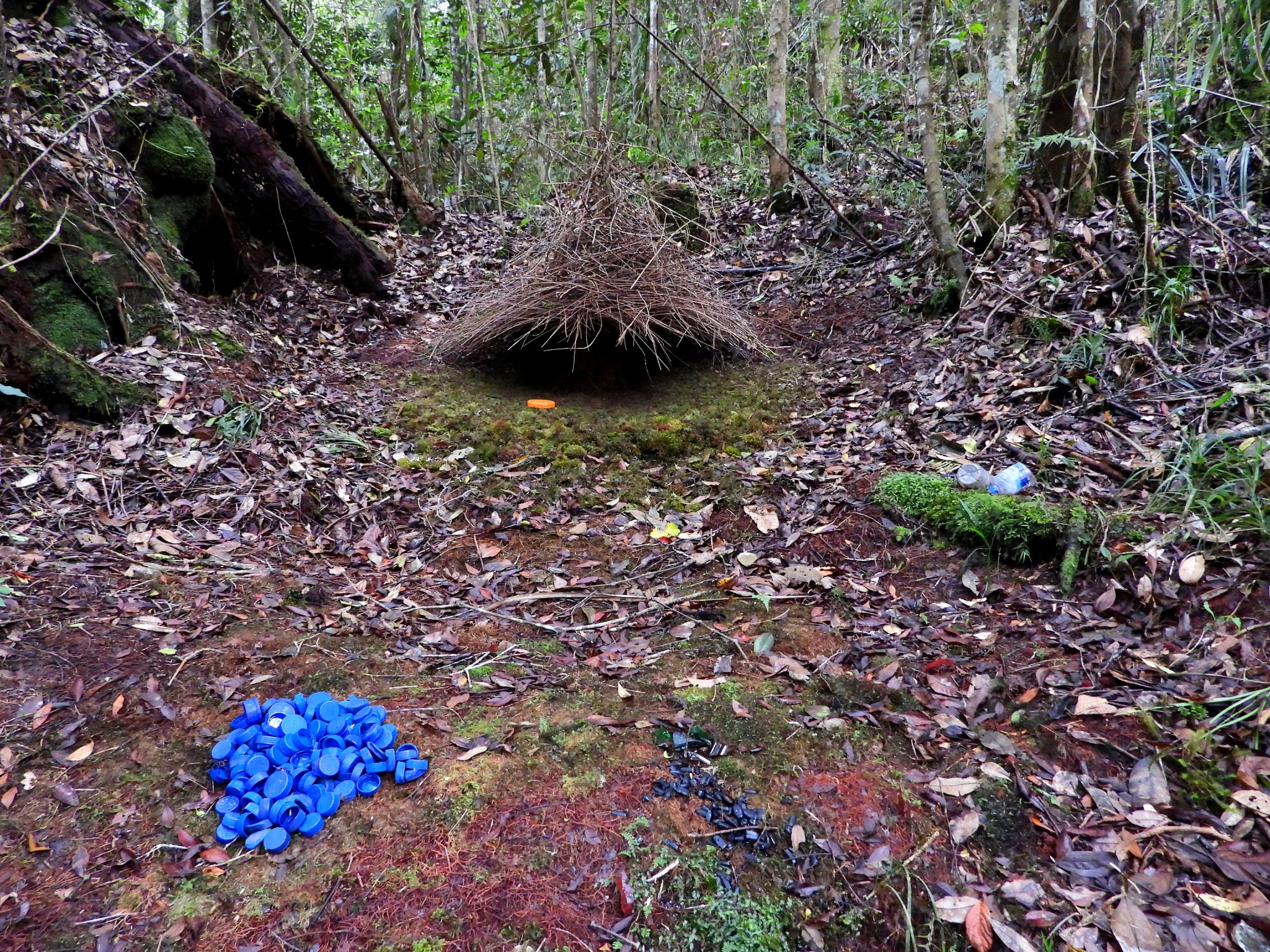 Vogelkop Bowerbird (Amblyornis inornata), photo 1