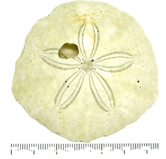 Scaphechinus mirabilis