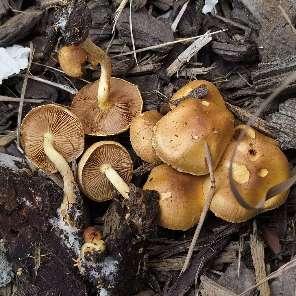 Pholiota spumosa