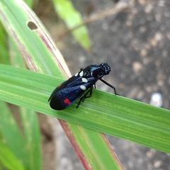 Callitettix versicolor