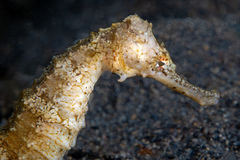 Hippocampus trimaculatus