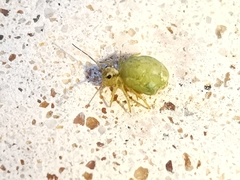Sminthurus viridis