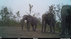 Loxodonta
