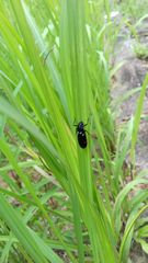 Callitettix versicolor