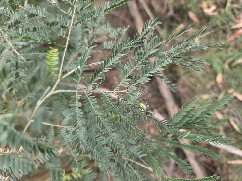 Acacia silvestris, 2026-02-11