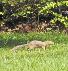 Euxerus erythropus