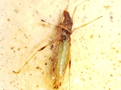 Berytinus montivagus