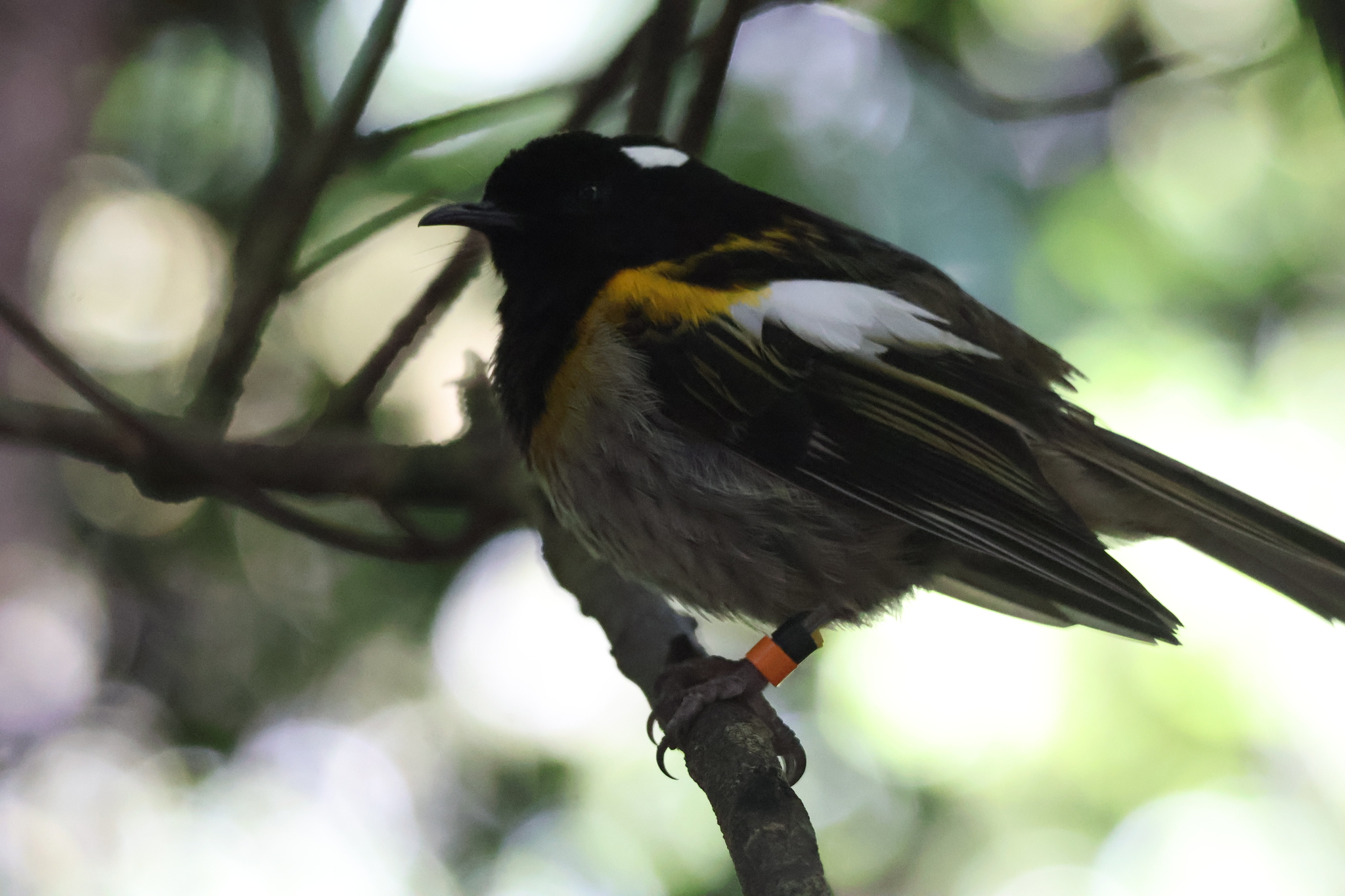 Stitchbird (Notiomystis cincta), photo 2