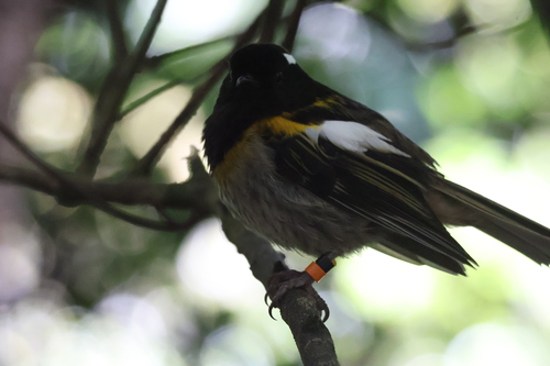 Stitchbird (Notiomystis cincta), photo 3