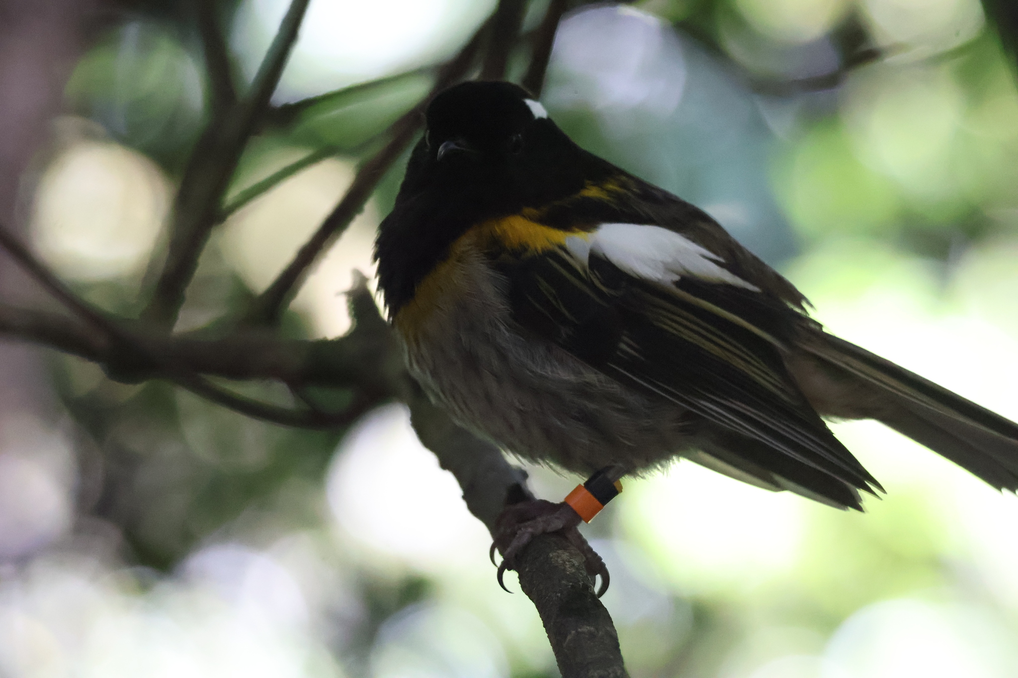 Stitchbird (Notiomystis cincta), photo 3