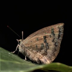 Arhopala japonica