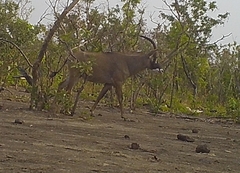 Hippotragus equinus koba