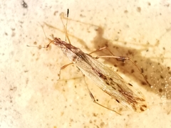 Berytinus montivagus