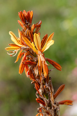Asphodeline lutea