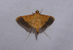 Desmia flavalis