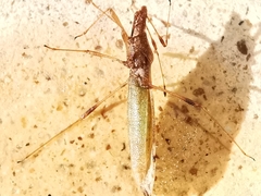 Berytinus montivagus