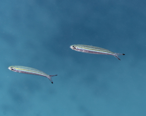 Gymnocaesio gymnoptera observed 2025-11-25