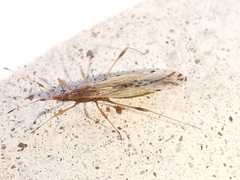 Berytinus montivagus