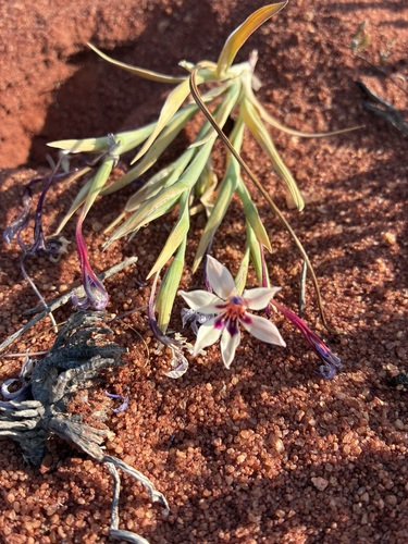 Lapeirousia macrospatha