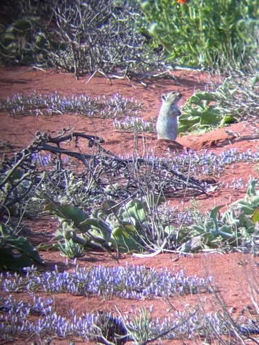 Brants's Whistling Rat
