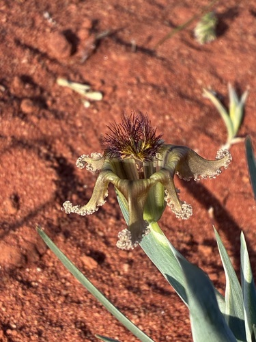 Sheathing Spiderlily (Ferraria variabilis)