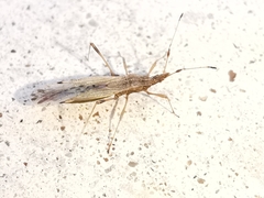 Berytinus montivagus