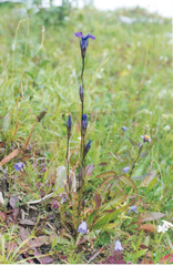 Gentianopsis barbata