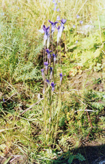 Gentianopsis barbata