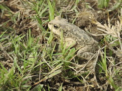 Rhinella limensis