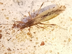 Berytinus montivagus