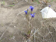 Gentianopsis barbata