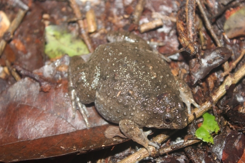 Occidozyga floresiana