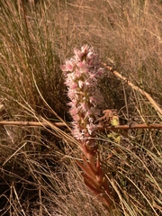 Orostachys thyrsiflora
