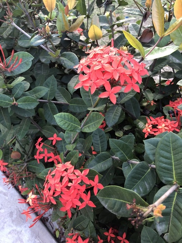 Ixora coccinea